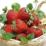 foto: jetzt AUTFIT 100pcs Große Erdbeere Same Kletter-Erdbeere Samen Erdbeer-Samen Garten Erdbeer-Bio-Samen Erdbeeren im Garten Online, bester Preis 2,99 € neu 2024-2023 Bestseller, Rezension