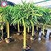 photo 40pcs graines de bambou style chinois Intérieur frais Moso Bambou Bonsai Graines Arbre Graines bricolage jardin plantation en pot Facile à cultiver 2024-2023