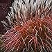 photo 30+ MISCANTHUS Flame Grass Ornamental Grass/Hardy Perennial 2024-2023