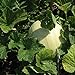 photo Honeydew Seeds - Green Flesh - Heirloom - Liliana's Garden 2024-2023