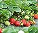 photo Strawberry Seeds 250 PCS for Planting in Pots Non GMO 2024-2023