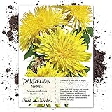 photo: You can buy Seed Needs, Dandelion Herb (Taraxacum officinale) Bulk Package of 10,000 Seeds Non-GMO online, best price $9.99 ($0.00 / Count) new 2024-2023 bestseller, review