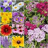 photo: You can buy Seed Needs, Butterfly Attracting All Perennial Wildflower Mixture, 30,000 Seeds Bulk Package (99% Pure Live Seed) online, best price $11.99 ($0.00 / Count) new 2024-2023 bestseller, review