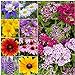 photo Seed Needs, Butterfly Attracting All Perennial Wildflower Mixture, 30,000 Seeds Bulk Package (99% Pure Live Seed) 2024-2023