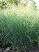 photo Perennial Farm Marketplace Panicum v. 'Cloud Nine' (Blue Switchgrass) Ornamental Grass, Size-#1 Container, Green Foliage with Airy Blooms 2024-2023