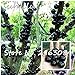foto Semillas de plantas ornamentales Plinia cauliflora Semillas 100 piezas de fruta familia Myrtaceae Jabuticaba Novel planta brasileña semillas de árboles de uva 2024-2023