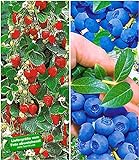foto: jetzt BALDUR Garten Beeren-Kollektion, 4 Pflanzen Klettererdbeere und Heidelbeere Reka Online, bester Preis 20,85 € neu 2024-2023 Bestseller, Rezension