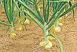 photo: buy Vidalia Sweet Onion Seeds Organic Non-GMO 110/170 Days Spring/Fall Garden rsc2a1r (200+ Seeds) online, best price $9.99 new 2022-2021 bestseller, review