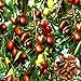 foto Azufaifo semillas, 1 bolsa de semillas de azufaifo dulce fresco Ligera Natural Friut Semilla Granja Decoración 2024-2023