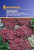 foto: jetzt Sperli Blumensamen Steinkraut Alyssum, violett, grün Online, bester Preis 2,01 € neu 2024-2023 Bestseller, Rezension