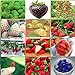 foto 12 paquetes diferentes semillas de fresa (verde, blanco, negro, rojo, azul, gigante, Mini, Bonsai, rojo normal, Pineberry) E3508 2024-2023