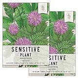 photo: You can buy Seed Needs, Sensitive Plant (Mimosa pudica) Twin Pack of 100 Seeds Each online, best price $8.85 ($0.04 / Count) new 2024-2023 bestseller, review