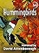 photo Hummingbirds 2024-2023