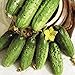 photo Seeds Cucumber Parisian Gherkin Pickling Heirloom Vegetable for Planting Non GMO 2024-2023