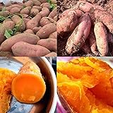 photo: You can buy Sweet Potato Seeds online, best price $11.99 new 2024-2023 bestseller, review