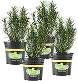 photo: You can buy Bonnie Plants Rosemary Live Edible Aromatic Herb Plant - 4 Pack, Perennial In Zones 8 to 10, Great for Cooking & Grilling, Italian & Mediterranean Dishes, Vinegars & Oils, Breads online, best price $23.26 ($5.82 / Count) new 2024-2023 bestseller, review