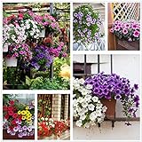 photo: You can buy Petunia Seeds80000+Pcs 'Colour-Themed Collection'(Rainbow Colors) Perennial Flower Mix Seeds,Flowers All Summer Long,Hanging Flower Seeds Ideal for Pot online, best price $10.88 new 2024-2023 bestseller, review