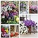 photo Petunia Seeds80000+Pcs 'Colour-Themed Collection'(Rainbow Colors) Perennial Flower Mix Seeds,Flowers All Summer Long,Hanging Flower Seeds Ideal for Pot 2022-2021
