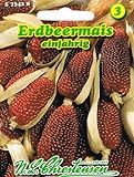 foto: jetzt Erdbeermais Zea mays Mais Trockenblume hochwachsende Maisart Online, bester Preis 1,94 € neu 2024-2023 Bestseller, Rezension