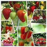photo: You can buy Red Strawberry Climbing Strawberry Fruit Plant Seeds Home Garden New 300 pcs online, best price $10.88 new 2024-2023 bestseller, review