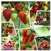 photo Red Strawberry Climbing Strawberry Fruit Plant Seeds Home Garden New 300 pcs 2023-2022