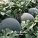 foto 10pcs gigante Ronda Negro sandía Semillas de frutas de semilla de melón dulce Agua 25 libras jardín de DIY DIY Bonsai semillas de plantas 2024-2023