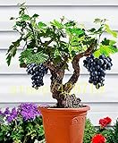 foto: jetzt 50 Traubenkernen Mini Bonsai Weinrebe Seeds - Vitis Vinifera Fruchtsamen für Pflanzenhausgarten Online, bester Preis 14,99 € neu 2024-2023 Bestseller, Rezension