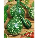 photo: You can buy Long Handle Dipper Gourd Seeds for Planting - 20 Seeds online, best price $8.28 ($0.41 / Count) new 2024-2023 bestseller, review