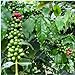 foto Las nuevas 20 PC/bolsa de granos de café fresco de semillas de cosecha propia planta de frijol de cacao Semillas genuino para la venta 2024-2023