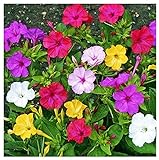 photo: You can buy 80 Mixed Four O'Clock Seeds - Tender Perennial That Reseeds Easily online, best price $9.99 ($0.12 / Count) new 2024-2023 bestseller, review