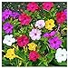 photo 80 Mixed Four O'Clock Seeds - Tender Perennial That Reseeds Easily 2024-2023