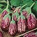 photo David's Garden Seeds Eggplant Shooting Stars 1315 (Purple) 50 Non-GMO, Heirloom Seeds 2023-2022