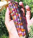 foto: comprar Vegetable Seeds 20 dulce Rainbow maíz semillas coloridas Healty maíz en grano Cereales Sementes 95% + de germinación en la granja Jardín Bonasai púrpura on-line, mejor precio 14,99 € nuevo 2024-2023 éxito de ventas, revisión
