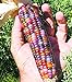 foto Vegetable Seeds 20 dulce Rainbow maíz semillas coloridas Healty maíz en grano Cereales Sementes 95% + de germinación en la granja Jardín Bonasai púrpura 2024-2023
