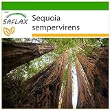 foto: comprar SAFLAX - Secuoya roja - 50 semillas - Con sustrato estéril para cultivo - Sequoia sempervirens on-line, mejor precio 4,45 € nuevo 2024-2023 éxito de ventas, revisión