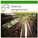 foto SAFLAX - Secuoya roja - 50 semillas - Con sustrato estéril para cultivo - Sequoia sempervirens 2024-2023