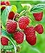 foto BALDUR Garten Rote Himbeeren TwoTimer® Sugana®, 3 Himbeerpflanzen, Rubus idaeus 2024-2023