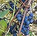 photo Concord Grape Seeds (Vitis labrusca 'Concord') 10+ Organic Michigan Concord Grape Vine Seeds in FROZEN SEED CAPSULES for The Gardener & Rare Seeds Collector - Plant Seeds Now or Save Seeds for Years 2023-2022