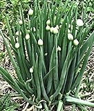 foto: jetzt 100 Winterheckenzwiebel Samen, Allium fistulosum, Welsh Onion, mehrjährig,winterhart Online, bester Preis 3,99 € neu 2024-2023 Bestseller, Rezension