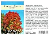 foto: jetzt Seedeo® Zucker-Ahorn (Acer saccharum) 20 Samen Online, bester Preis 3,50 € neu 2024-2023 Bestseller, Rezension