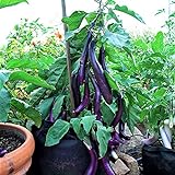 photo: You can buy Eggplant , Long Purple Eggplant Seeds, Heirloom, Non GMO, 50 Seeds, Garden Seed, Long Purple, Heirloom, Non GMO, 25+Seeds, Garden Seed online, best price $2.29 ($0.09 / Count) new 2024-2023 bestseller, review