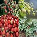photo David's Garden Seeds Collection Set Fruit Strawberry 7449 (Red) 4 Varieties 200 Non-GMO Seeds 2023-2022