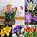 foto 100 unidades de semillas de flores perfumadas de fresia perenne para interiores y jardines raros bulbos para mujeres, hombres, niños, principiantes, regalo de jardineros 2024-2023