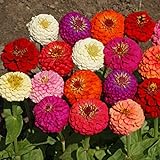 photo: You can buy Outsidepride Zinnia Elegans Lilliput Flower Seed Mix - 1000 Seeds online, best price $6.49 ($0.01 / Count) new 2024-2023 bestseller, review