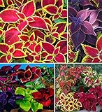 photo: You can buy 100+ Rare Mixed Coleus Flowers Seeds Rainbow Coleus Wizard Mixed Perennial Foliage Plant online, best price $8.00 ($0.08 / Count) new 2024-2023 bestseller, review