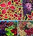 photo 100+ Rare Mixed Coleus Flowers Seeds Rainbow Coleus Wizard Mixed Perennial Foliage Plant 2024-2023
