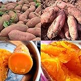 photo: You can buy Sweet Potato Seeds, 50Pcs Purple Sweet Potato Seeds Nutrition Delicious Vegetable Bonsai Plants, Flower Seeds Plant Seeds Sweet Potato 50pcs online, best price $10.99 ($0.22 / Count) new 2024-2023 bestseller, review