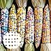 foto Benoon 40 unids/bolso Semillas de maíz, semillas de alimentos Fast creciendo buena cosecha Ligero rojo Cáscara de maíz semillas de maíz para granja Semillas de maíz coloridas 2024-2023