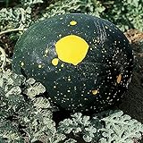 photo: You can buy Burpee Moon & Stars Heirloom Watermelon Seeds 30 seeds online, best price $7.87 ($0.26 / Count) new 2024-2023 bestseller, review