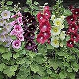 photo: You can buy UtopiaSeeds Hollyhock Seeds Single Mixed Colors online, best price $12.99 ($129.90 / Ounce) new 2024-2023 bestseller, review